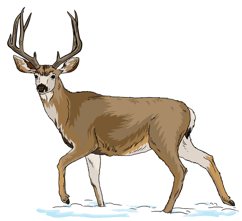 Detail Deer Transparent Background Nomer 10