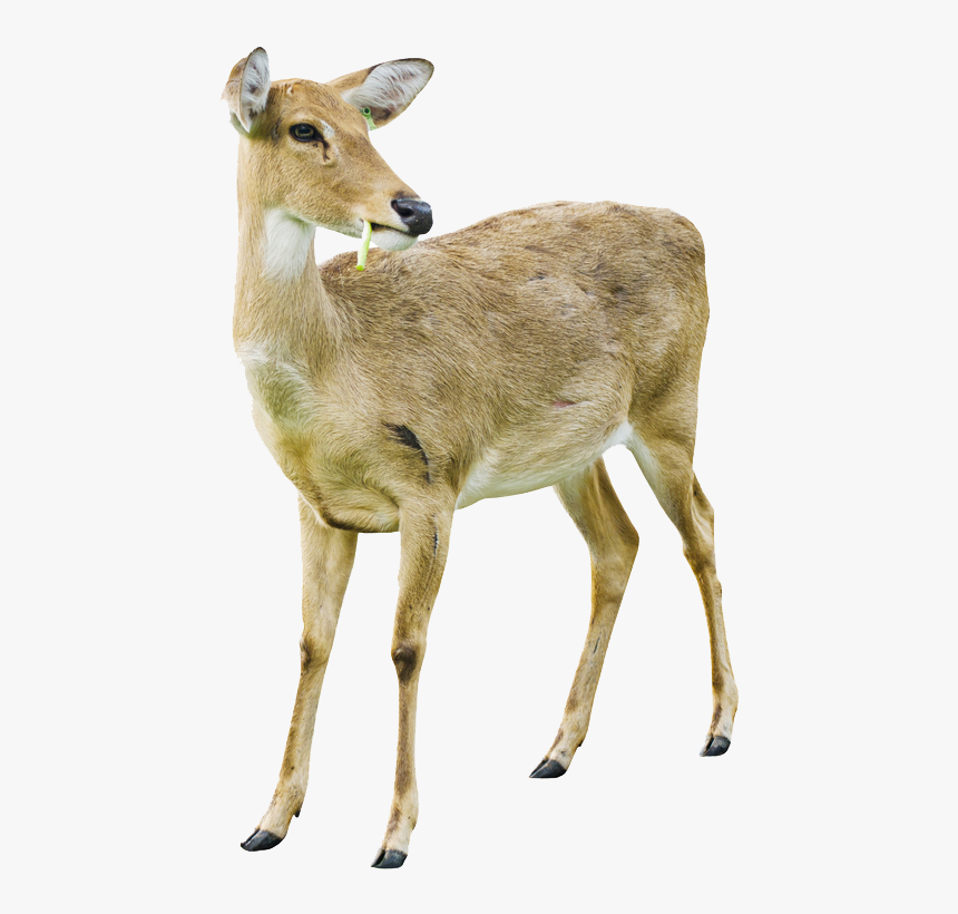 Detail Deer Transparent Background Nomer 27