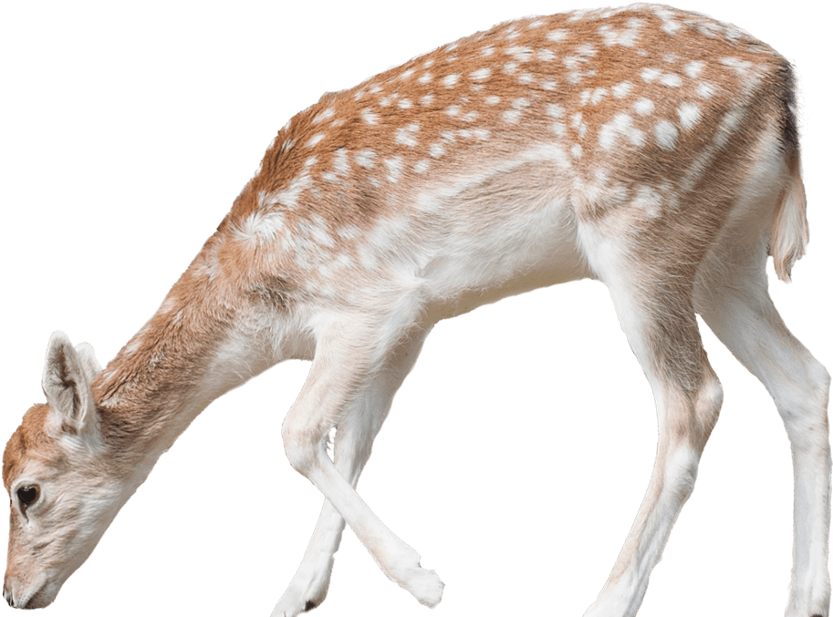 Detail Deer Transparent Background Nomer 36