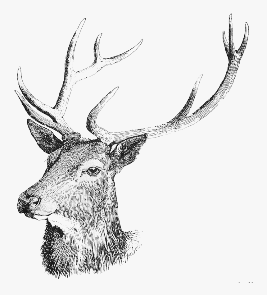 Detail Deer Transparent Background Nomer 39
