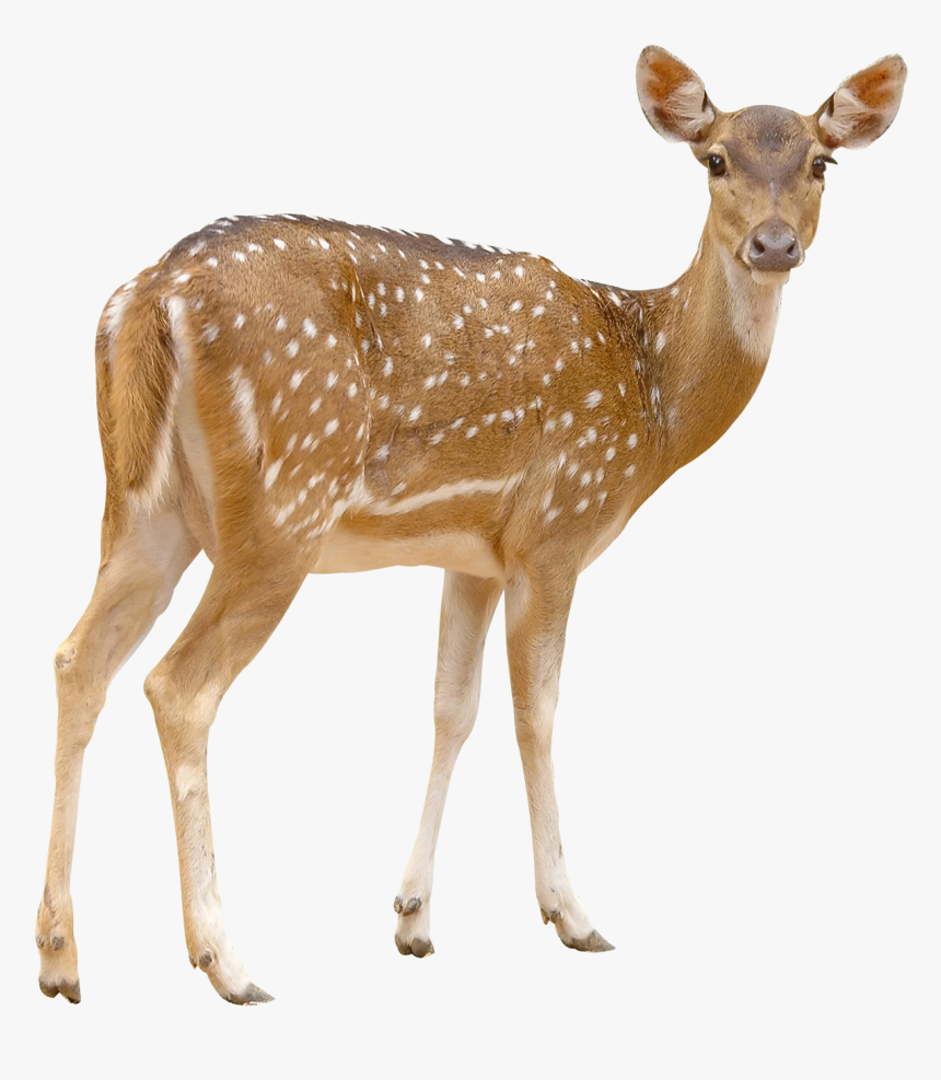 Detail Deer Transparent Background Nomer 51