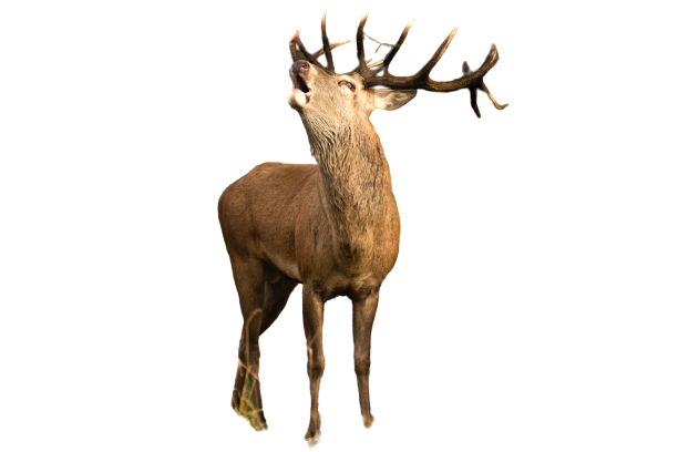 Detail Deer Transparent Background Nomer 8