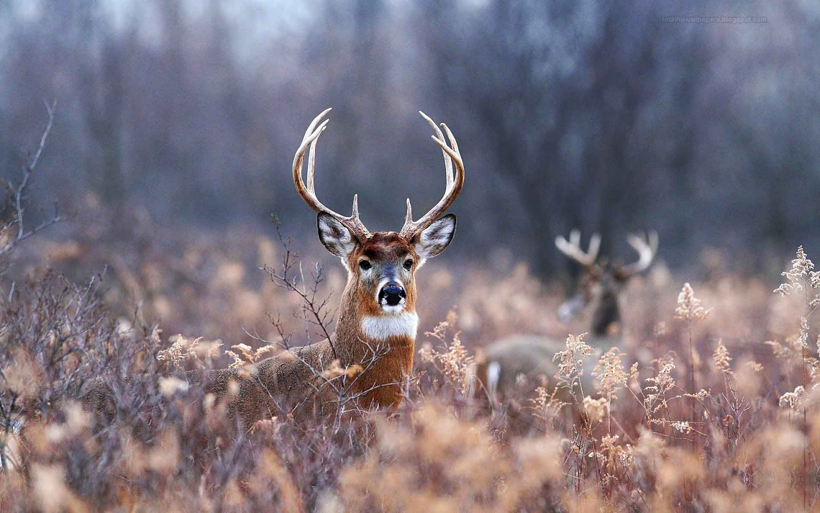 Detail Deer Wallpaper Hd Nomer 13