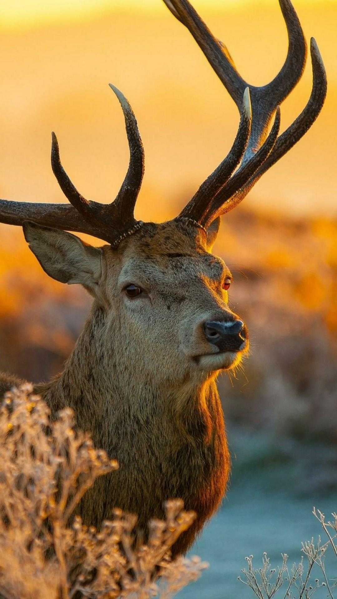 Detail Deer Wallpaper Hd Nomer 20