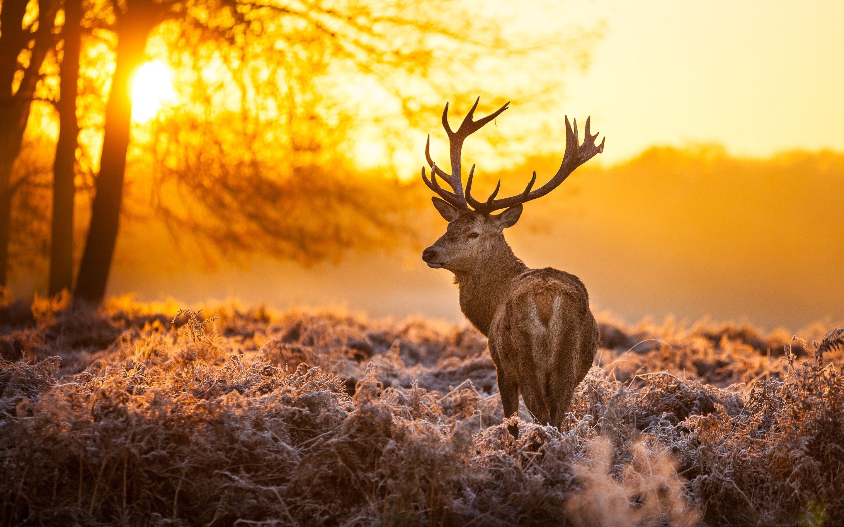 Detail Deer Wallpaper Hd Nomer 3