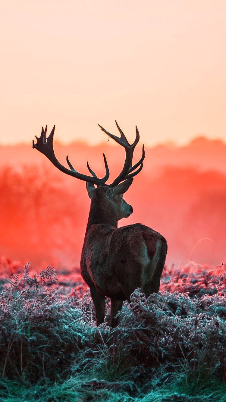 Detail Deer Wallpaper Hd Nomer 22