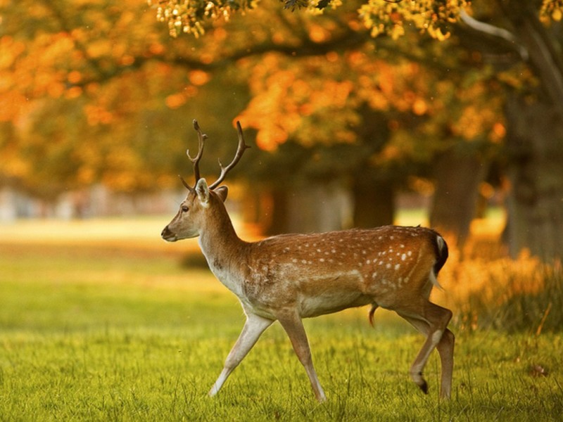 Detail Deer Wallpaper Hd Nomer 44