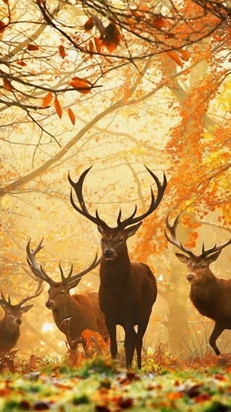 Detail Deer Wallpaper Hd Nomer 55