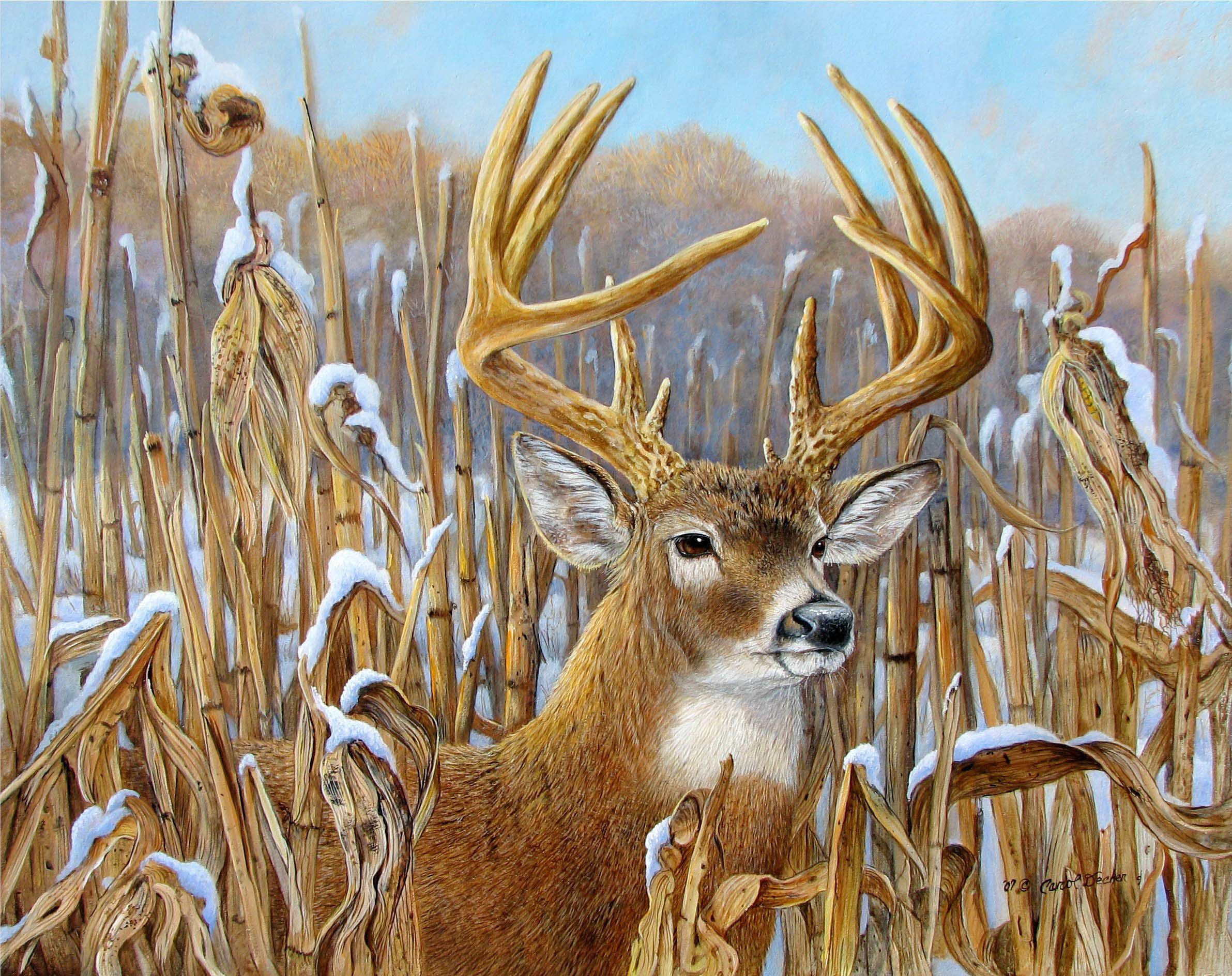 Detail Deer Wallpapers Free Nomer 34