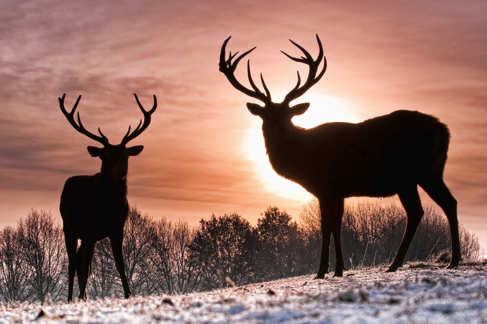 Detail Deer Wallpapers Free Nomer 56