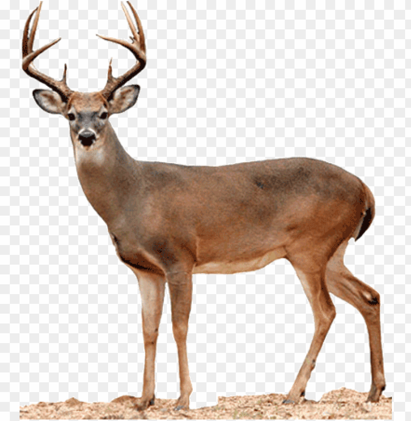 Detail Deer With No Background Nomer 2