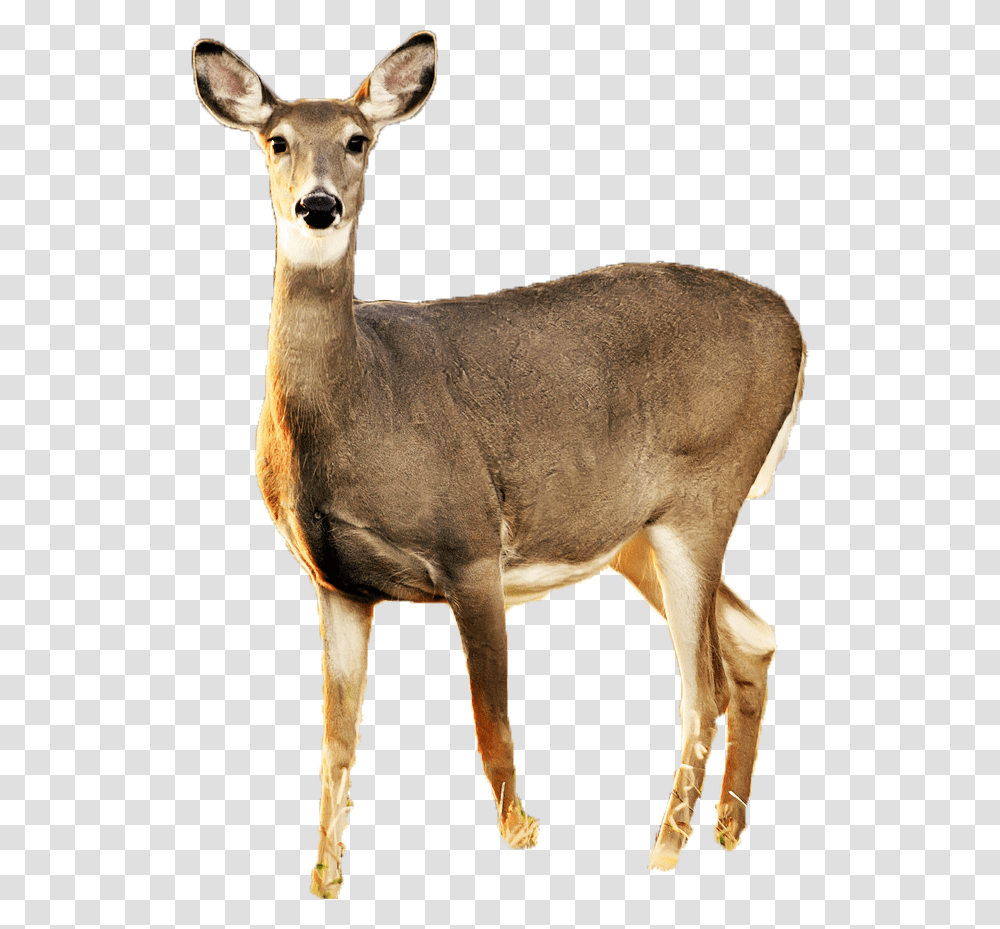 Download Deer With No Background Nomer 5