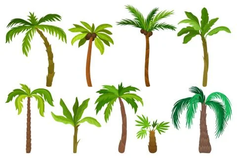 Detail Flat Palm Plant Nomer 25