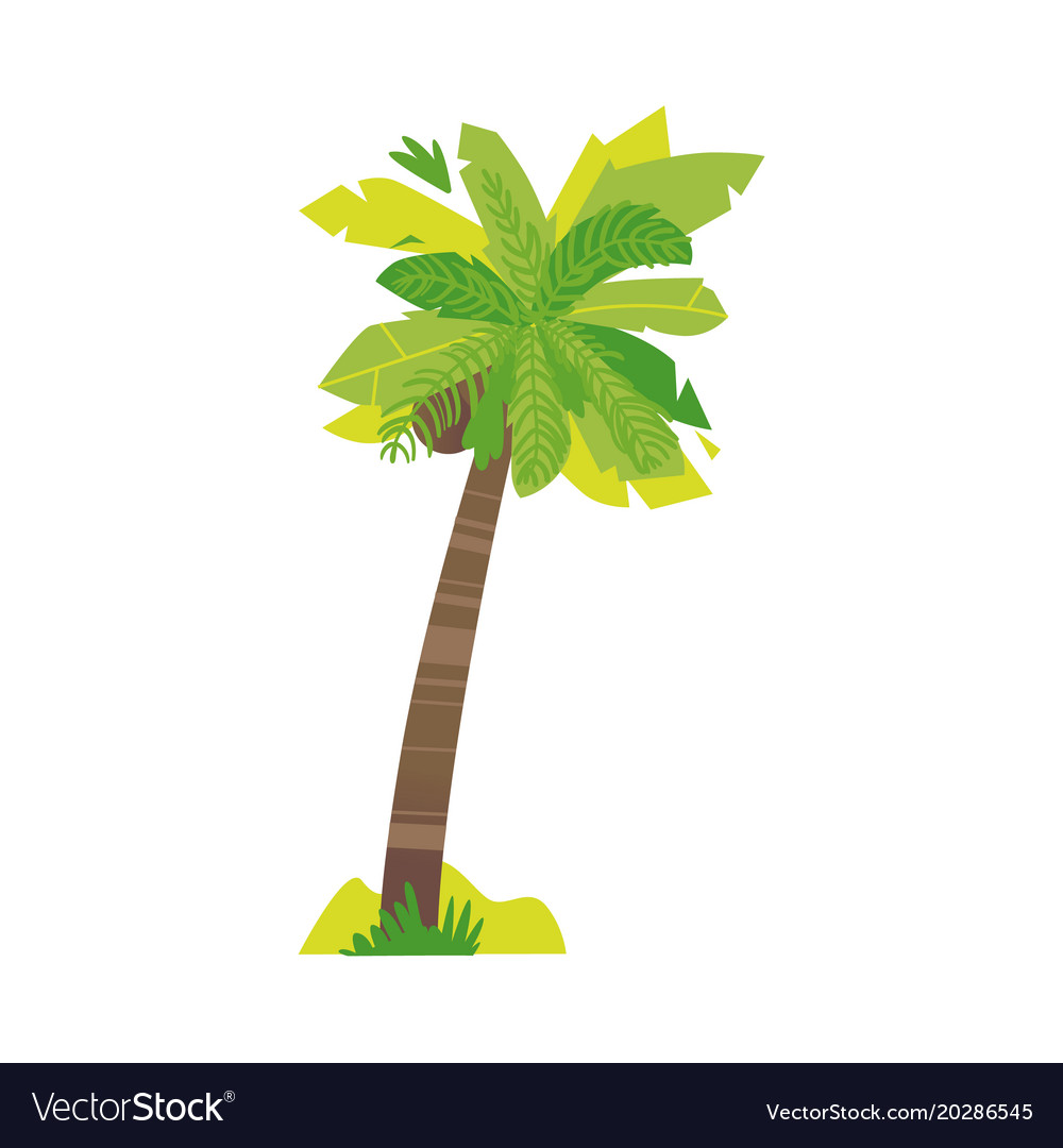 Detail Flat Palm Plant Nomer 6