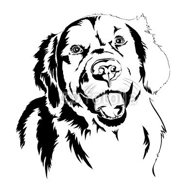 Detail Rottweiler Und Golden Retriever Nomer 24