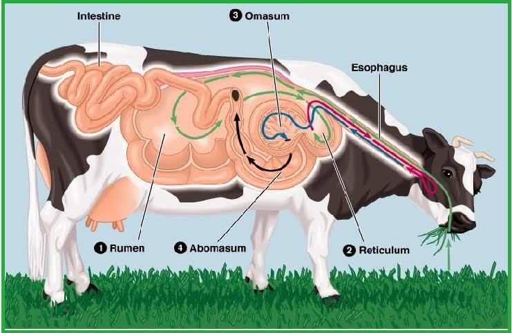 Gambar Rumen Retikulum Omasum Abomasunm - KibrisPDR