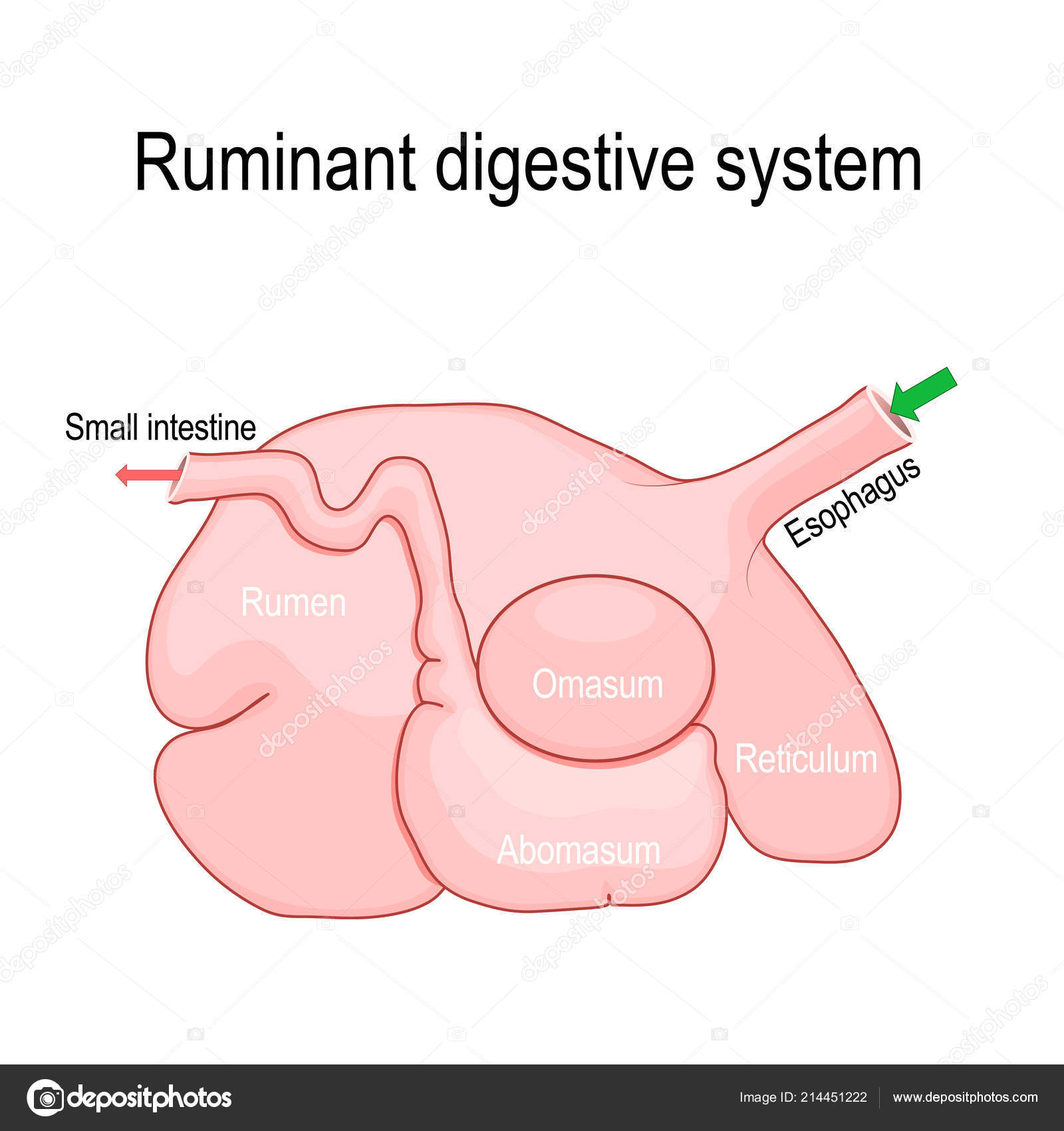 Detail Gambar Rumen Retikulum Omasum Abomasunm Nomer 8