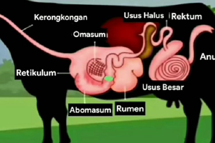 Detail Gambar Rumen Retikulum Omasum Abomasunm Nomer 10