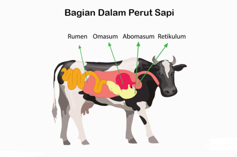 Detail Gambar Rumen Retikulum Omasum Abomasunm Nomer 20