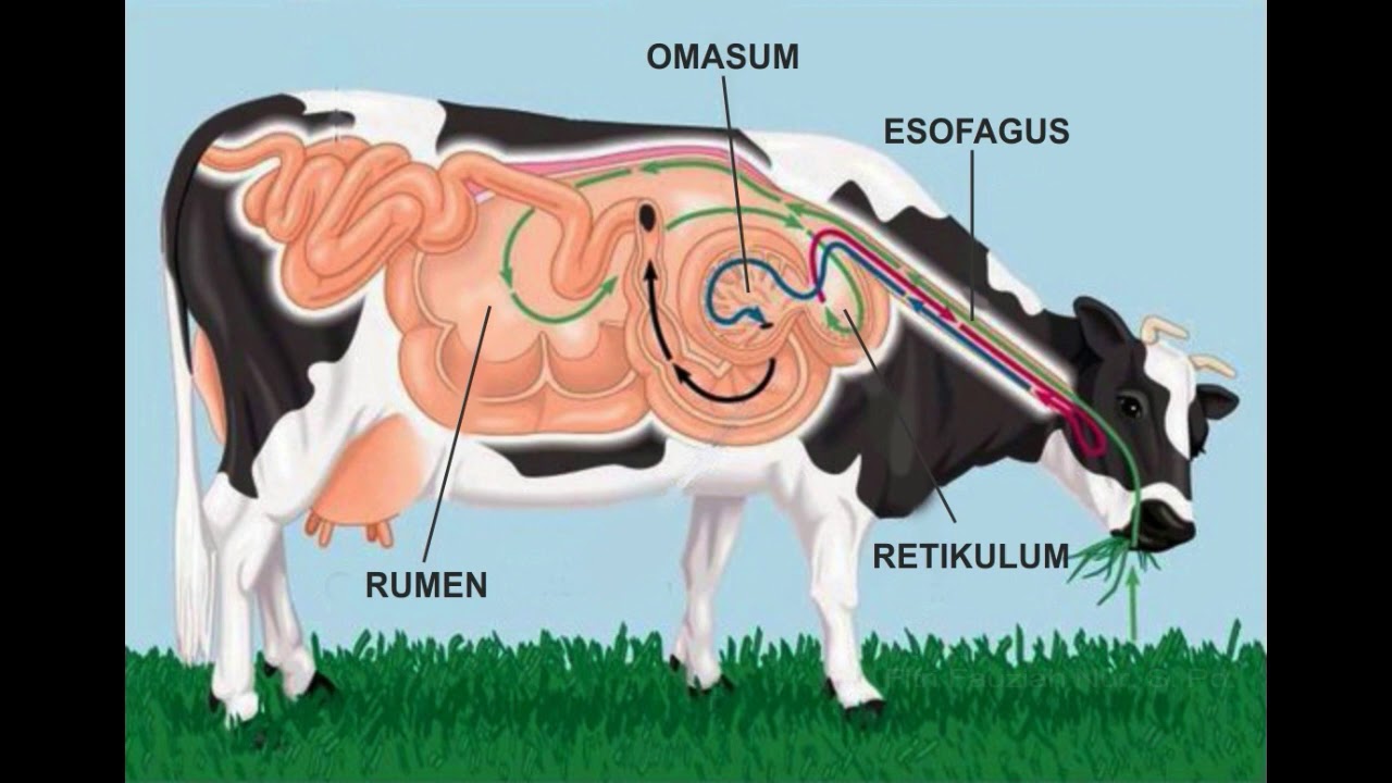 Detail Gambar Rumen Retikulum Omasum Abomasunm Nomer 22