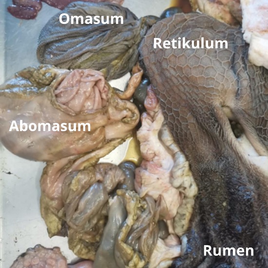 Detail Gambar Rumen Retikulum Omasum Abomasunm Nomer 34