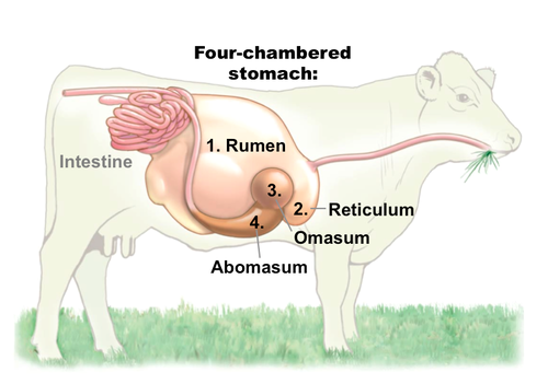 Detail Gambar Rumen Retikulum Omasum Abomasunm Nomer 3