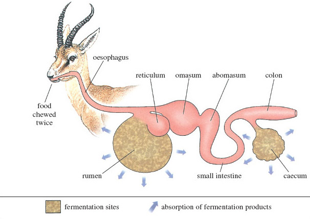 Detail Gambar Rumen Retikulum Omasum Abomasunm Nomer 40