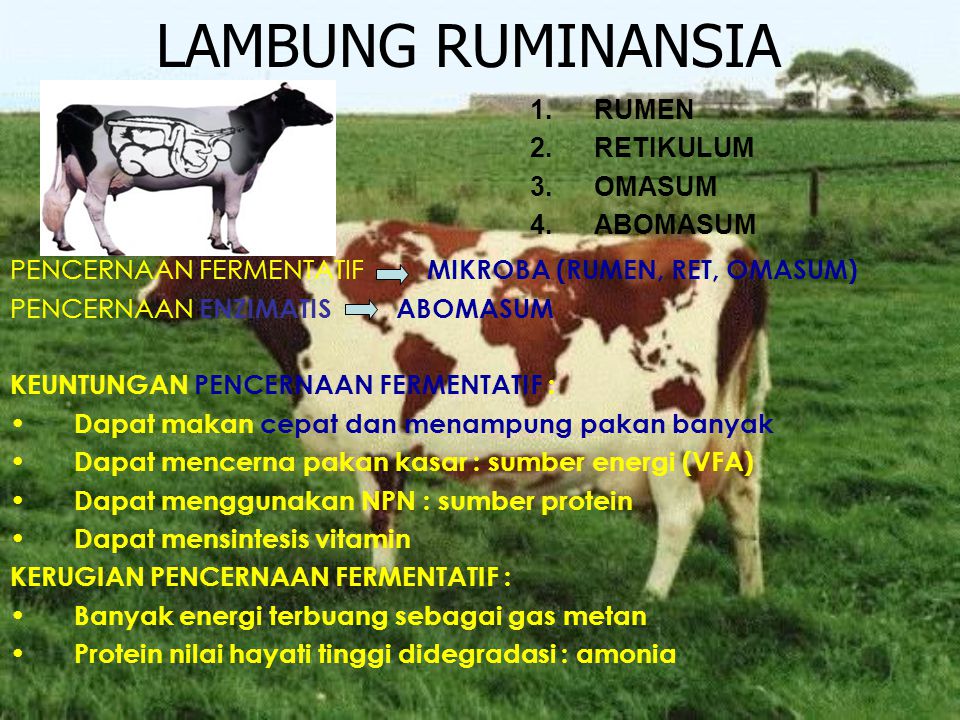 Detail Gambar Rumen Retikulum Omasum Abomasunm Nomer 43