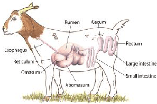 Detail Gambar Rumen Retikulum Omasum Abomasunm Nomer 49