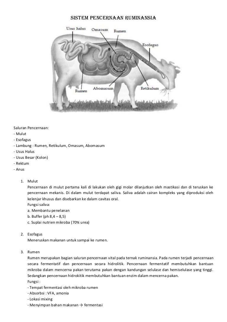 Detail Gambar Rumen Retikulum Omasum Abomasunm Nomer 6