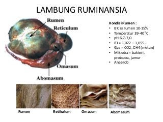 Detail Gambar Rumen Retikulum Omasum Abomasunm Nomer 7