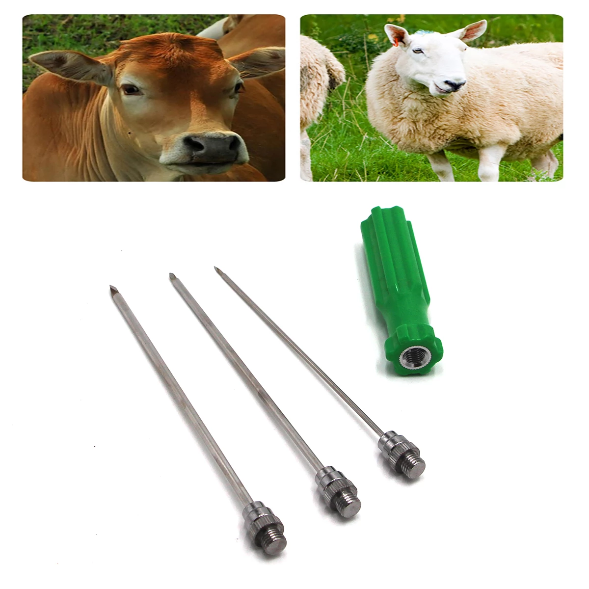 Detail Gambar Rumen Sapi Nomer 25