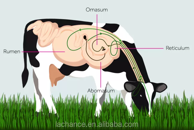 Detail Gambar Rumen Sapi Nomer 45