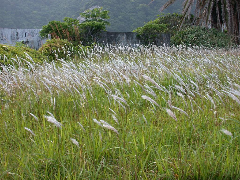 Detail Gambar Rumput Alang Alang Nomer 12