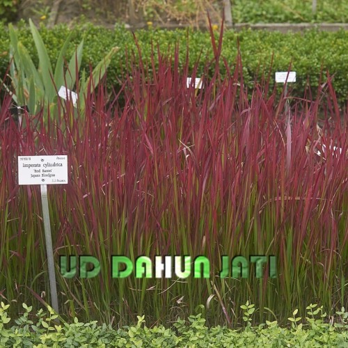 Detail Gambar Rumput Alang Alang Nomer 34