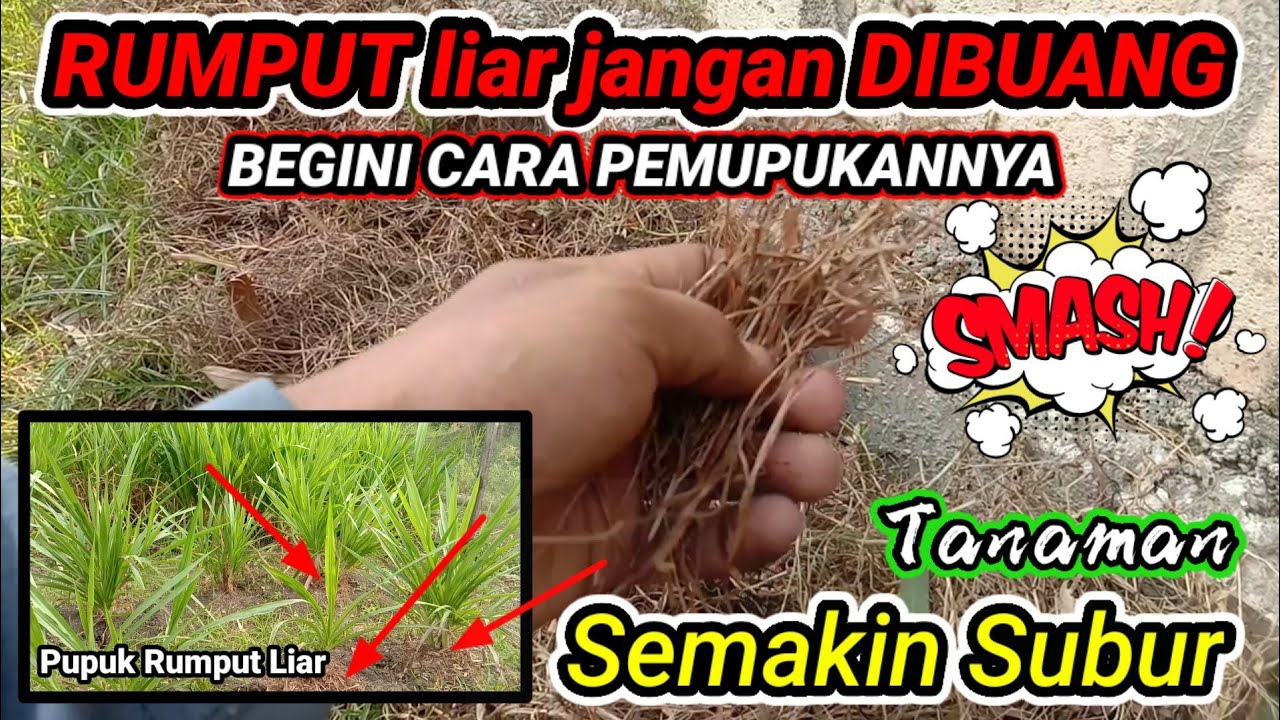 Detail Gambar Rumput Dengan Mudah Nomer 42