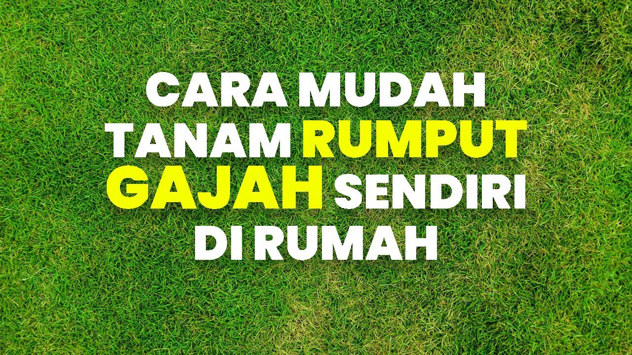 Detail Gambar Rumput Dengan Mudah Nomer 53