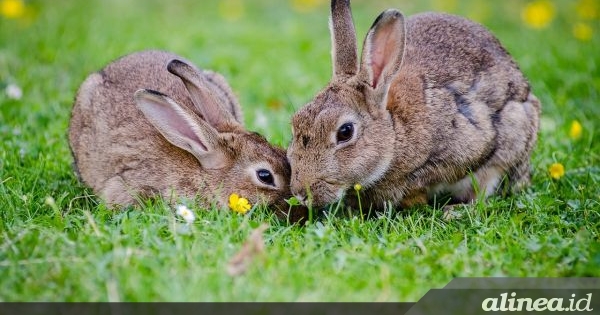 Detail Gambar Rumput Dengan Mudah Langkah Langkah Gambar Hewan Kelinci Nomer 52