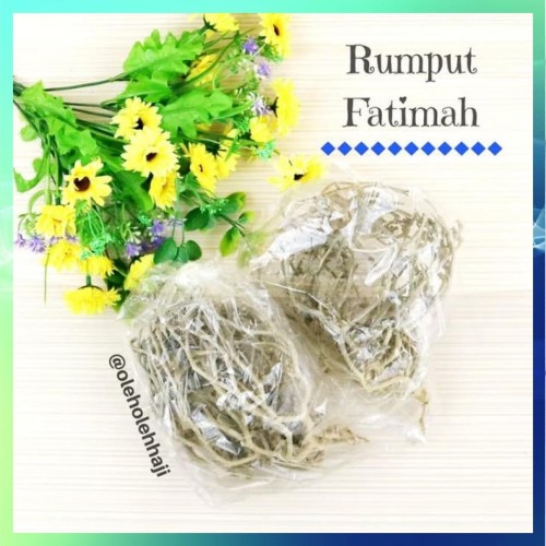 Detail Gambar Rumput Fatimah Nomer 45