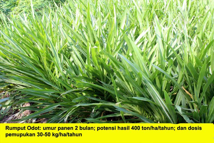 Detail Gambar Rumput Gaja Nomer 33