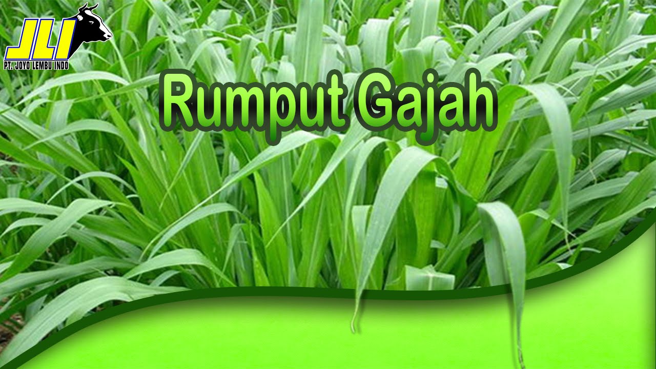 Detail Gambar Rumput Gajah Nomer 18