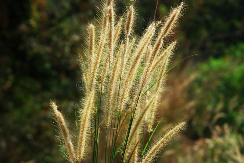 Detail Gambar Rumput Ilalang Nomer 6