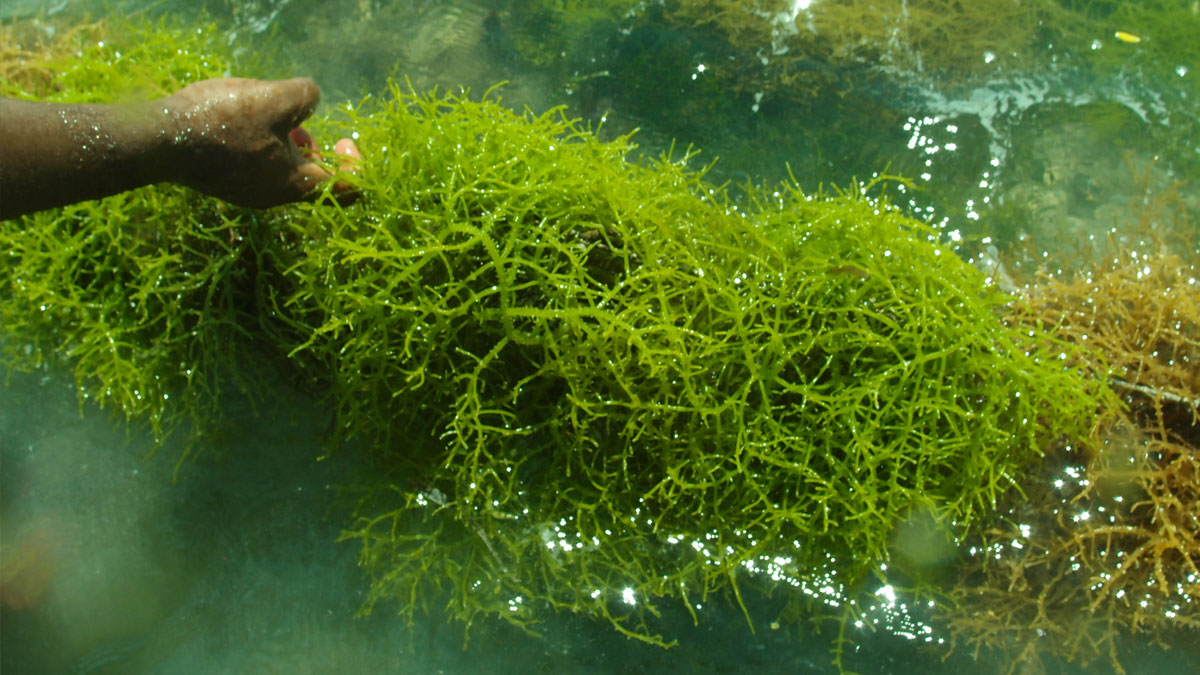 Detail Gambar Rumput Laut Nomer 3