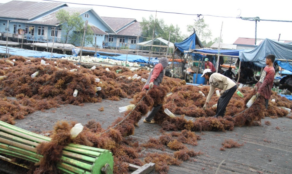 Detail Gambar Rumput Laut Nomer 51