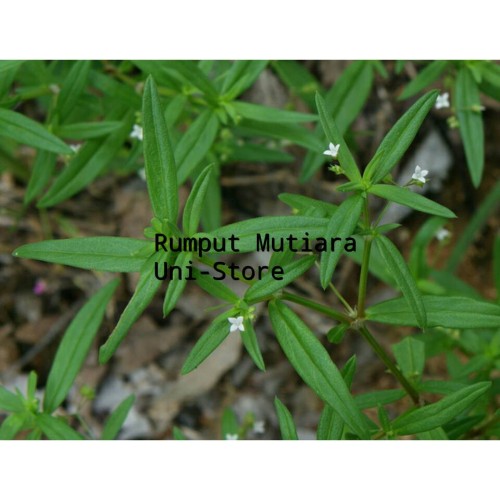 Detail Gambar Rumput Lidah Ular Nomer 3