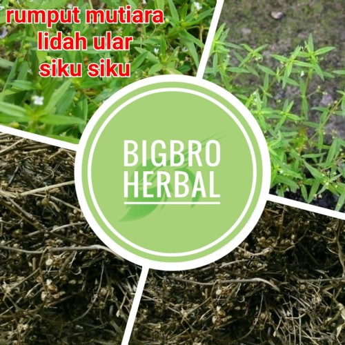 Detail Gambar Rumput Lidah Ular Nomer 31