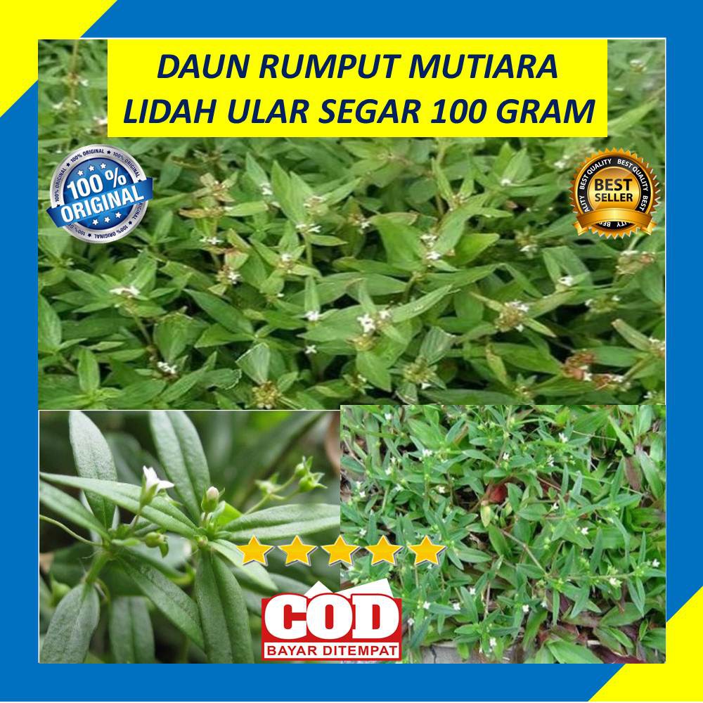 Detail Gambar Rumput Lidah Ular Nomer 46