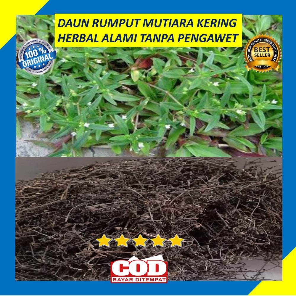 Detail Gambar Rumput Lidah Ular Nomer 49