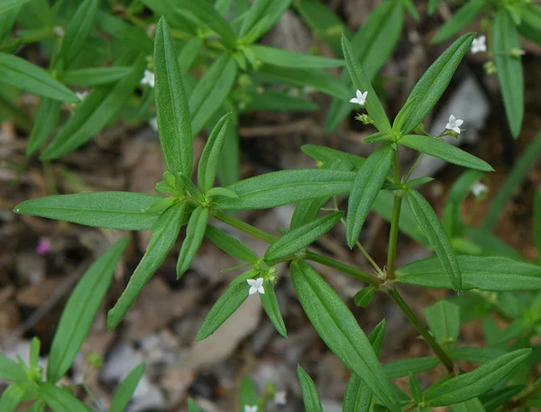 Detail Gambar Rumput Lidah Ular Nomer 7