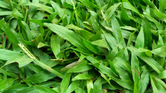 Detail Gambar Rumput Makanan Sapi Nomer 18